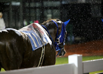 雨の日の競馬はチャンス！？荒れた馬場を徹底攻略！